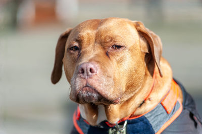 Close-up portrait of dog looking away
