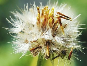 Close-up of caterpillar on flower