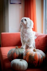 View of a dog looking away at home