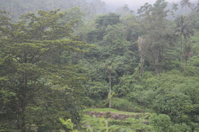 Trees in forest during rainy season