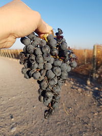 Midsection of person holding apple