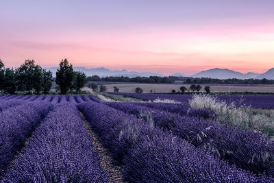 Scenic view of field against sky during sunset