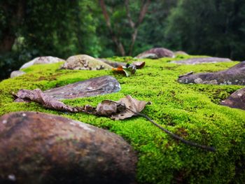 View of sheep on rock