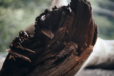 Close-up of driftwood on tree stump