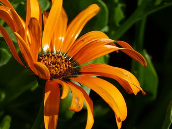 Close-up of orange flower