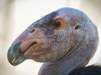 Close-up portrait of bird