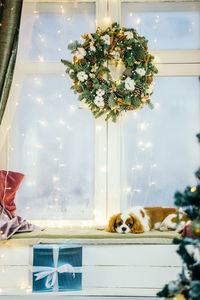 View of dog and flowers in vase