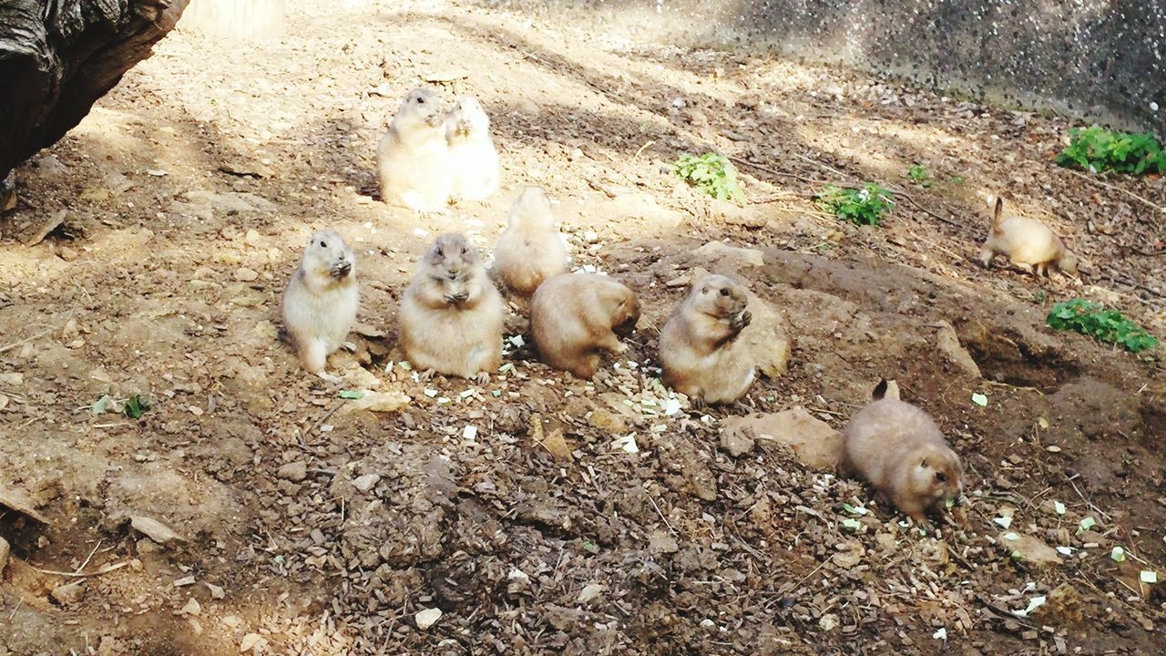 HIGH ANGLE VIEW OF SHEEP ON GROUND