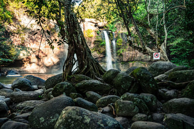 Plants growing on rocks by trees in forest