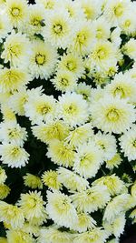 Full frame shot of yellow flowers