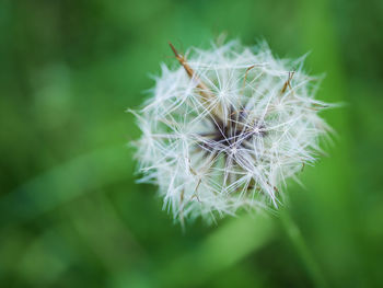 Close-up of dandelion against blurred background