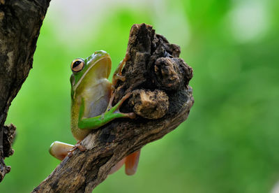 Close-up of frog perching on branch