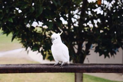 Close-up of bird perching on railing