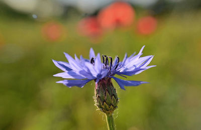 Close-up of purple flowering plant against blurred background 