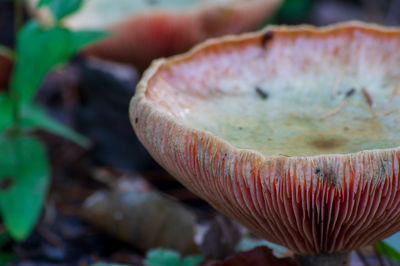 Close-up of mushrooms growing on land