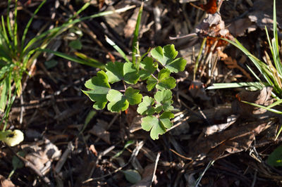 Close-up of plant