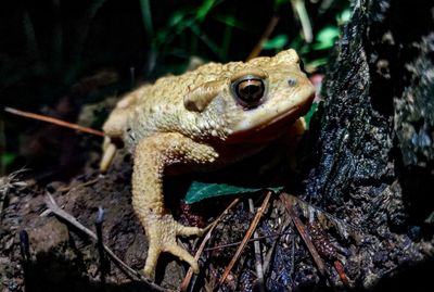 Close-up of a frog