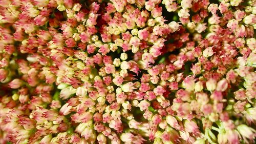 Full frame shot of pink flowers