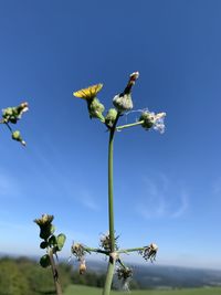 Low angle view of insect on flower against blue sky