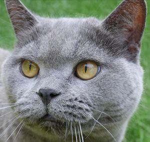 Close-up portrait of a cat