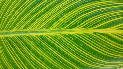 High angle view,close up green gladiolus leaves with beautiful yellow lines are good for background.