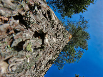 Low angle view of tree against blue sky