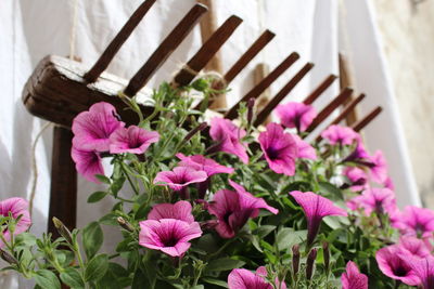 Close-up of pink flower pot