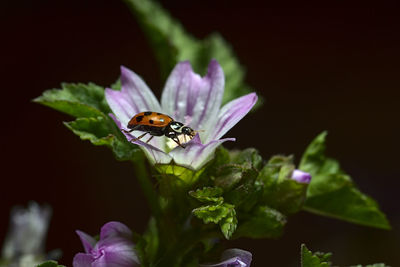 Purple mallow flower together with a ladybug, small flower, macro photo with flash