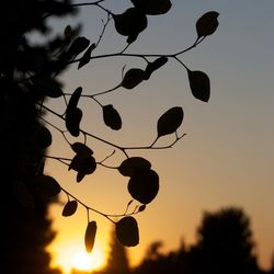 Low angle view of trees against sky at sunset