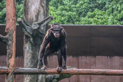 Monkey sitting in a zoo