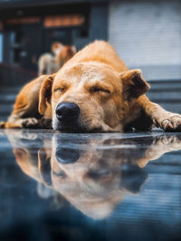 Close-up of dog sleeping on floor