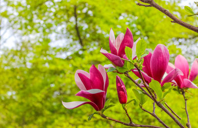 Close-up of pink flowering plant