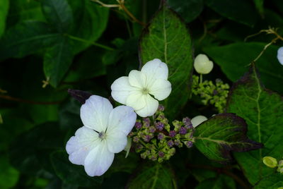 Close-up of white flowers blooming outdoors