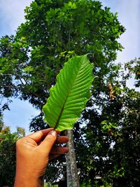 Cropped image of person holding leaves against tree