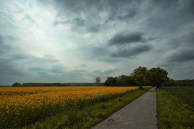 Scenic view of field against sky