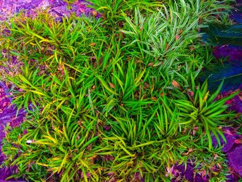 High angle view of plants