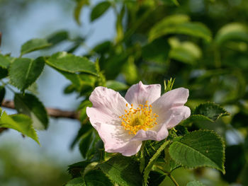 Close-up of white flowering plant leaves