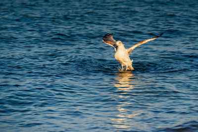 View of dog swimming in sea