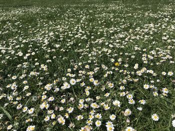 High angle view of white flowering plants on field