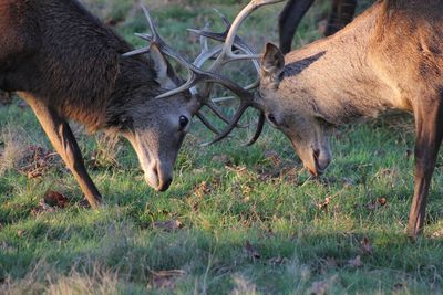 Close-up side view of stags