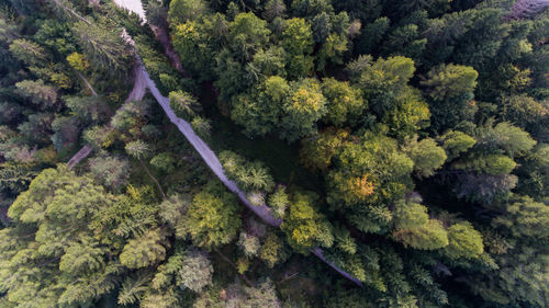 High angle view of trees in forest