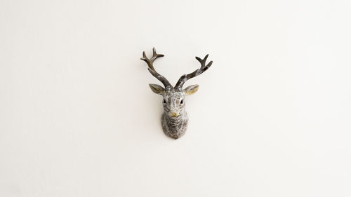 Hunting trophy on white background