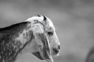 Close-up of a baby goat in black and white 