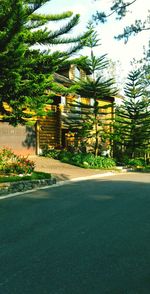 Footpath amidst trees