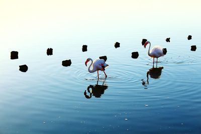 Flock of birds in the lake