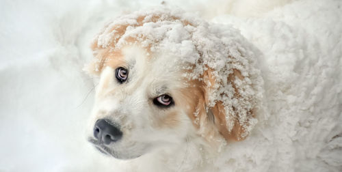 High angle view of dog in snow