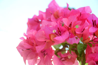 Close-up of pink bougainvillea blooming against clear sky