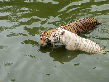 High angle view of tiger swimming in lake