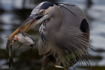 Great blue heron eatish catfish in beak