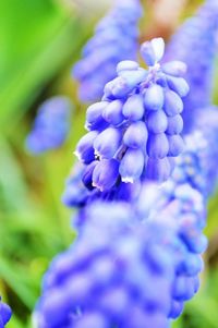 Close-up of purple flower blooming against blue sky